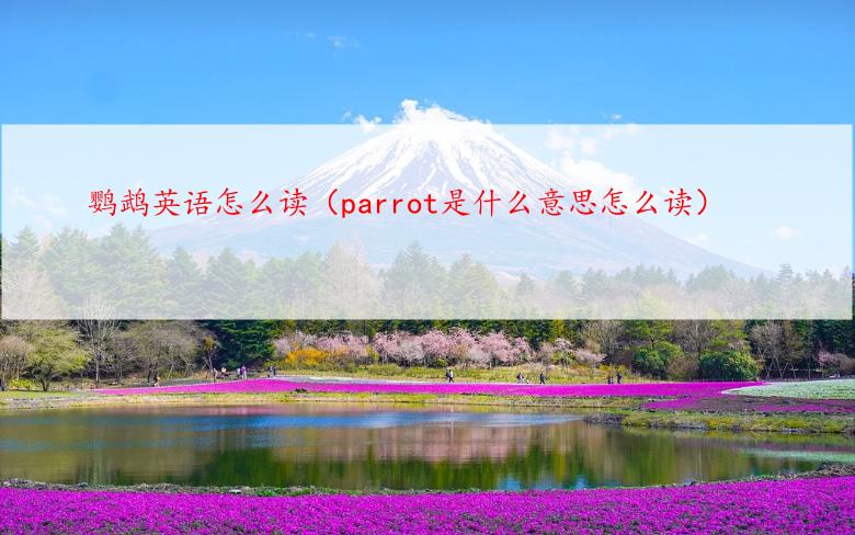 鹦鹉英语怎么读（parrot是什么意思怎么读）